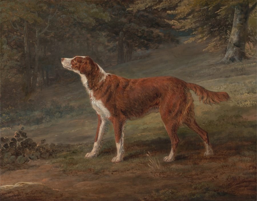 Millions of Irish dog licences could hold the missing clue to your heritage